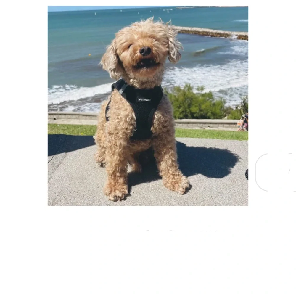 Voyager Step-In Air Pet Harness - Black with Black Trim